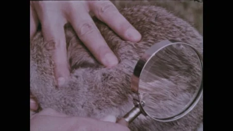 1970s: Hand brushes through rabbit fur and holds up a magnifying class. Parasite Stockbeeldmateriaal 205078409