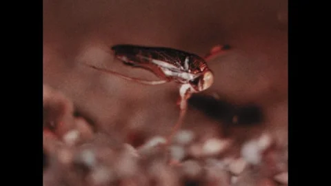 1970s: Insect feeds at pond bottom and swims away.  Insect feeds on bug.  Insect Stock Footage 270368870