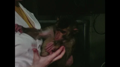 1970s: Lab worker holds monkey. Worker lifts young monkey by arm using stick as Video stock 102002772