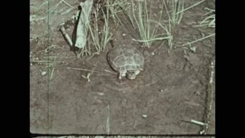 1970s: Mallard floating in a pond. A turtle moves from mud at the edge of a Stock Footage 192256097