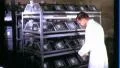 1970s Man Scientist Laboratory Grabs LAB RATS Experiment Vintage Old Film Movie HD Footage