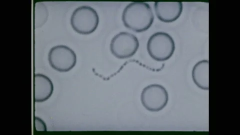 1970s: Microscopic view of cells moving. Cells, germs. Medicine, penicillin on 库存影片 158380679