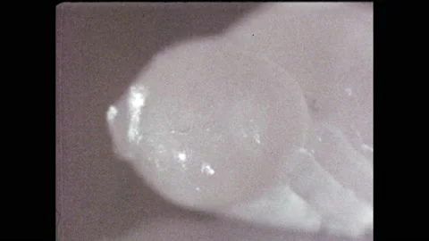 1970s: Microscopic view of fruit fly larvae. Stock Footage 157934022