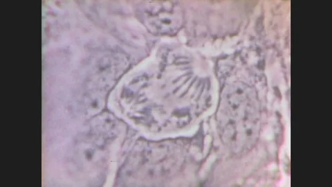 1970s: Microscopic view of organisms that move. Computer visualization of DNA Video stock 86303866