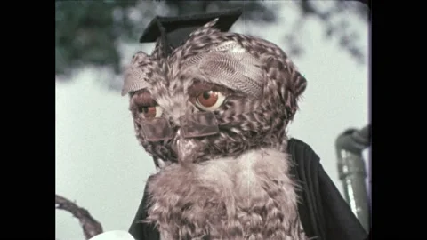 1970s: Owl talks. Animals pull on rope. String comes up from pipe. Dirty kitten Stock Footage 229568068