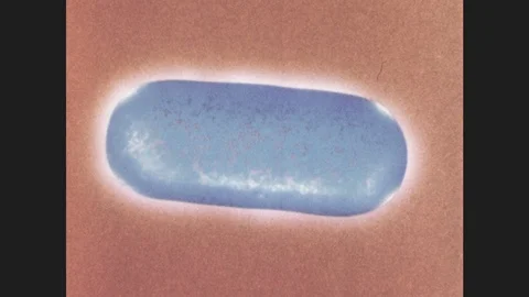 1970s: painting of single cell organism. four bacteria move around each other Stock Footage