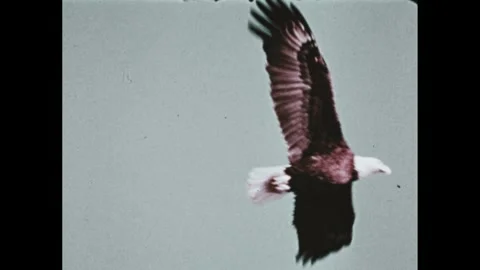 1970s: Pan of eagle flying. Eagle catching fish from river. Stock Footage 268624549