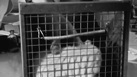 1970s Science Experiment Lab Rat Gets In... | Stock Video | Pond5