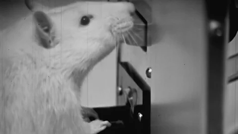 1970s Science Experiment Laboratory Rat ... | Stock Video | Pond5