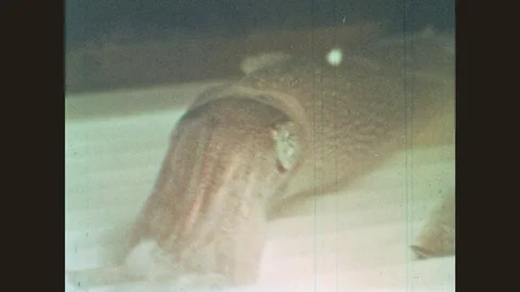 1970s: Squid at bottom of tank. Monkey in cage. Monkey hops around and paces in Stock Footage 78377288