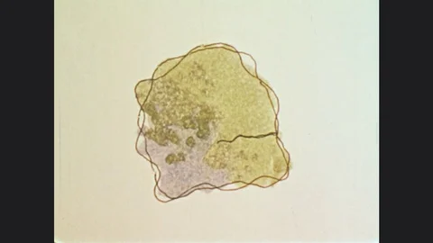 1970s: UNITED STATES: animation of green and pink blobs as food and shapes. Stock Footage