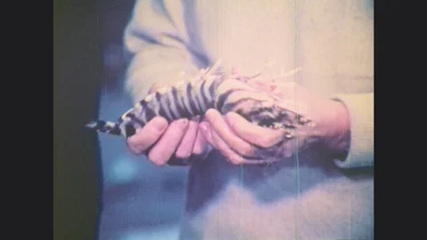 1970s: UNITED STATES: commercial fishing of prawn. Salmon jump up waterfall Stock Footage
