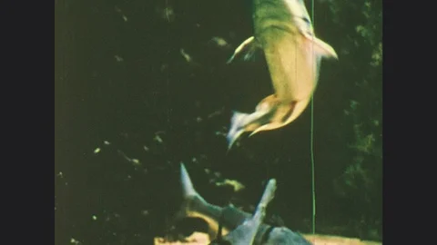 1970s: UNITED STATES: fish in water. Seals play under water. Aquariums by sea Stock Footage