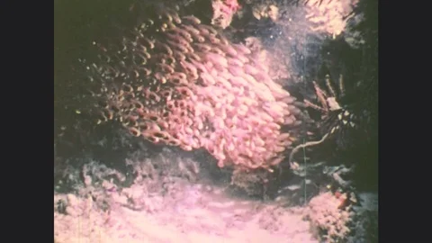 1970s: UNITED STATES: school of fish in sea. Man speaks to camera from beach. Stock Footage