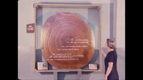 1970s: Woman uses pointer to highlight layers in cross-section of tree trunk. Video stock 80271468