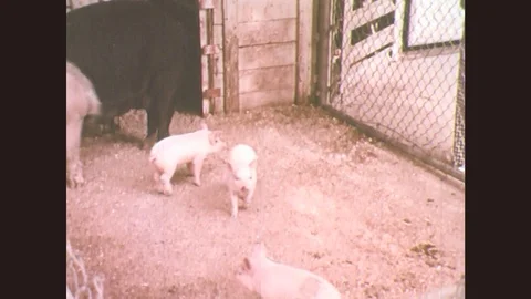 1970s: woman watches pigs and piglets eat in pen. woman walks past barn as sheep Stock Footage