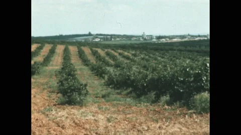 1970s: workers load hay bales onto trucks. Fields and crops in Israel. Rows of Video stock 195119132