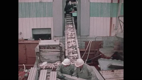 1970s: Workers unload fish from ship into processing plant. Men and women Video stock 228701373