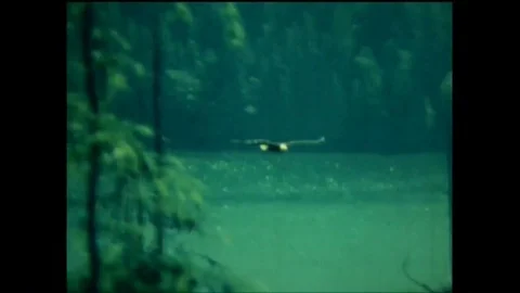 1974 - A bald eagle flies through a green forest; the construction site of the Stock-Footage 94258233