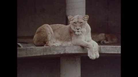 1978-Washington Park Zoo / Animal Care / USA / 1978 Stock Footage