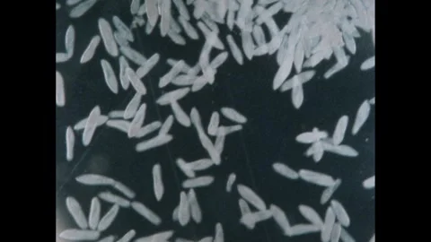 1980s: Algae and a single paramecium. Colony of paramecium. A group of stentors Video stock 252859581