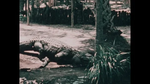 1980s: Alligator crawls into river. A bird grabs straw with beak. A cow grazes. Stock Footage 249706374