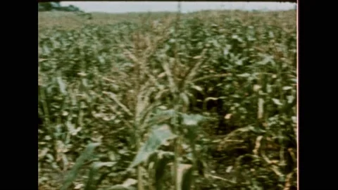 1980s: Field of corn plants. Cloud of mist blows across field. Trees. Path. Stock Footage 219818599