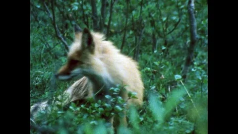 1980s: Forest fox looks at camera. Squirrel in forest. Owls in tree, Stock Footage 75130008