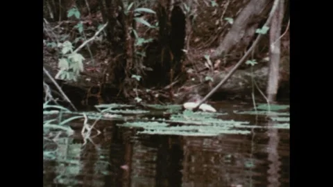 1980s: Giant otters in river. Otter eats... | Stock Video | Pond5