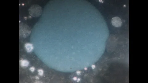 1980s: Paramecium nucleus. Electron microscope photograph of ribosomes. Cells Stock Footage 252859691