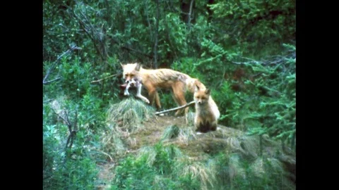 1980s: Red fox with cub in forest. Red foxes playing in woods. Stock Footage 75130037