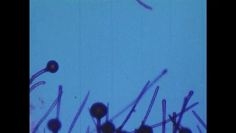 1980s:  UNITED STATES: fungi grow against blue background. Athletes foot fungus. Stock Footage