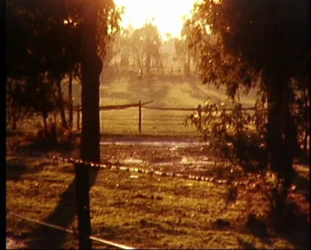 1982: Golden Sunrise Through Trees Stock Footage 39263192