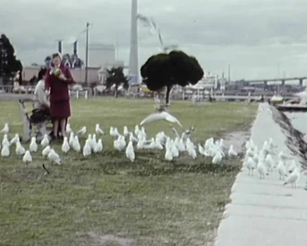 1982: Seagulls Being Fed Bread, Melbourne Australia Stock Footage 39264066