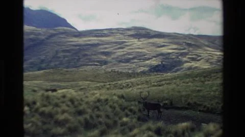 1982:NEW ZEALAND. Rocky Mountain Goat Is A Hoofed Mammal Lives Through Mountains Stock Photos