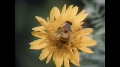 1985 - Bees fly, land on flowers and crawl on a beehive box and a honeycomb is Stock Footage