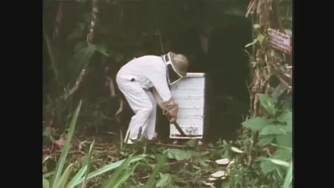 1985 - A test determines the stinging power of the African honeybee. Stock Footage 102561806