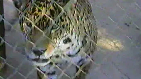 1989 Vintage VHS  Leopard In Cage Stock Footage 171881859