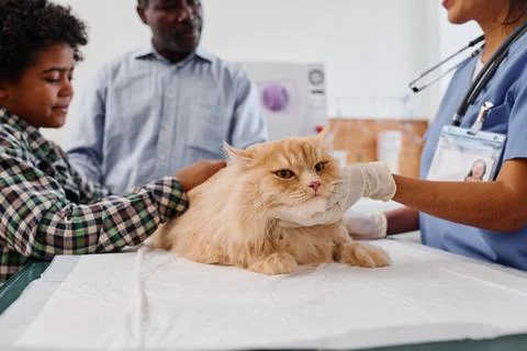 Senior African American man and his grandson having appointment in veterinary clinic to examine cat health xkwx {{healthcare,veterinary,cat,doctor,animal,vet,medicine,hospital,pet,care,professional,occupation,love,woman,work,uniform,patient,nurse,examine,illness,hold,equipment,feline,ginger,health,check up,job,domestic,mammal,Hispanic,black people,man,boy,kid,family,comfort,father,son,grandpa,grandson,palpate,appointment,African American}}