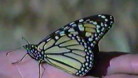 1990 Archival VHS Holding Monarch Butterfly Stock Footage 172000557