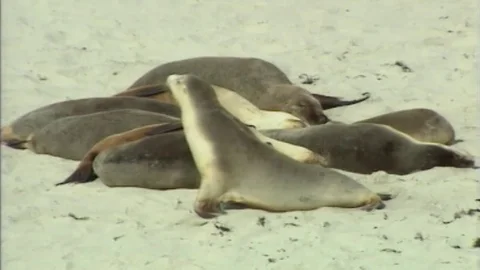 1990: Seals By The Beach  Stock Footage 80450653
