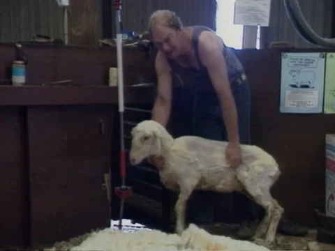 1990: Sheep Shearing / Wool Shed (Australia) Stock-Footage 77896336