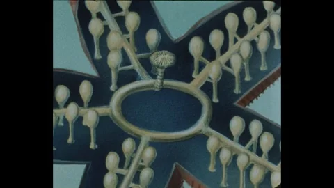 1990s: Arrow points at diagram of starfish.  Starfish moves along sea floor. Stock Footage 240682726