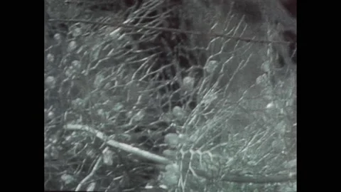1990s: Bladderworts on surface of pond. Sacs on stalks of plants. Dead Stock Footage 221103563