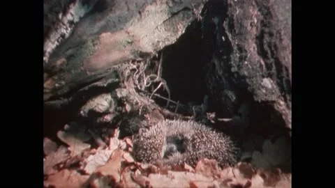 1990s: hedgehog hibernating through winter, caterpillar in cocoon, chipmunk Stock-Footage 220379169