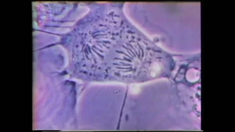 1990s: Magnified view of microbes. Animation of DNA sequencing. Close up of man Stock Footage 136854152