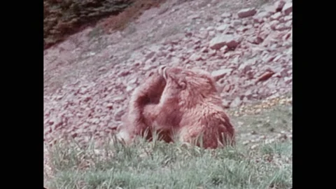 1990s: Marmot running through grass. Two marmots wrestling. Pika on rock. Stock Footage 221103454