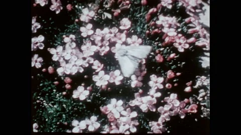 1990s: Patch of ground covering wildflowers. Moth visits flowers. Red berries 스톡 동영상 221103476