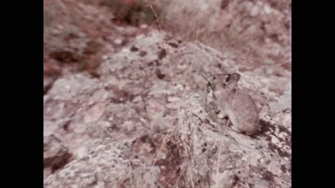 1990s: Pika running in grass meadow. Pika carrying grass on rocks. Stock Footage 221103450