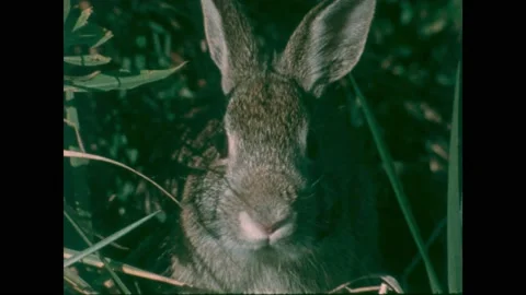 1990s: Rabbit in meadow. Fox drops rabbit it hunted in meadow. Fox carries dead Stock Footage 207107318